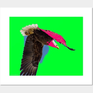 Eagle Flying Free - Fine Art Photo Tee Shirt Posters and Art